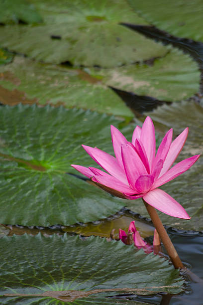 istock beautiful lotus in pond 481452778