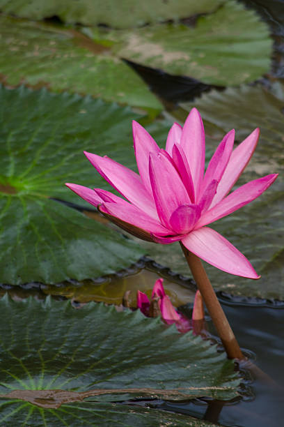 istock beautiful lotus in pond 481452784