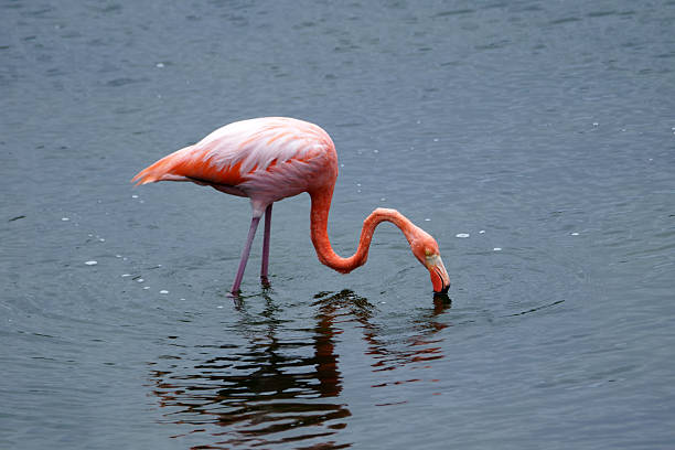 istock American flamingo 481453026