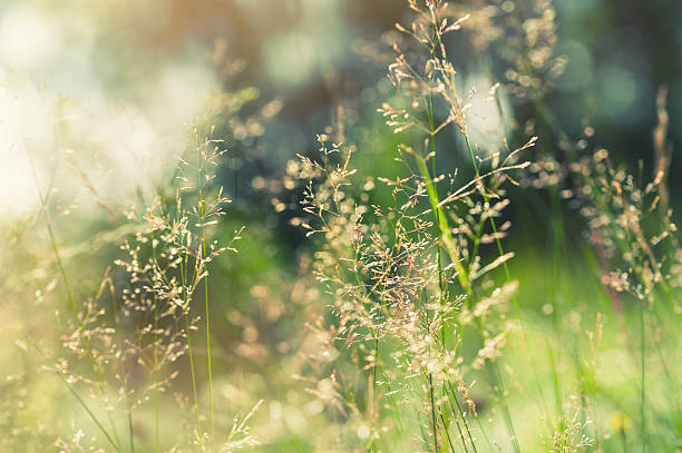 istock Green grass in the field with sunbeams. 481453120