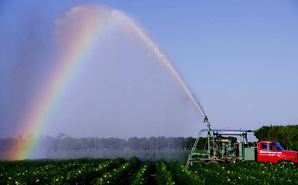 istock Irrigation of Crops 481453606