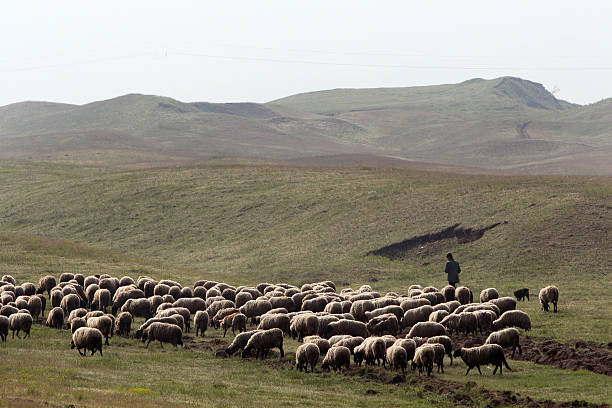 istock Herd of sheep on pasture 481454727