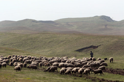 Herd of sheeps on pasture