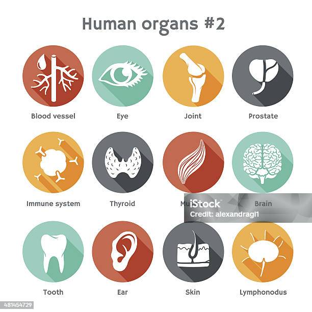 Vecteur Ensemble Dicônes De Plat Avec Organes Humains Vecteurs libres de droits et plus d'images vectorielles de Icône