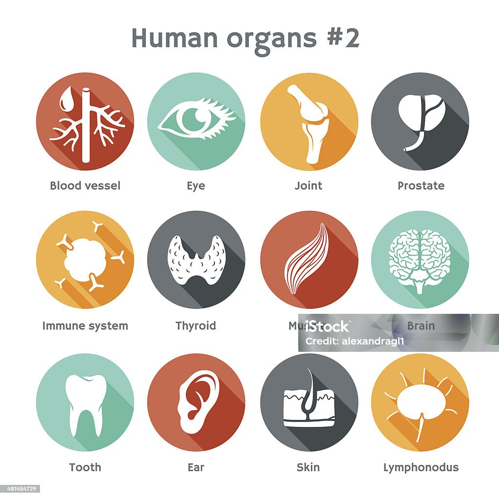 Vector set of flat icons with human organs Vector round icons of human organs and systems Flat design Icon Symbol stock vector