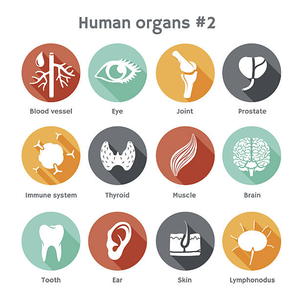 Vector set of flat icons with human organs Vector round icons of human organs and systems Flat design thyroid gland stock illustrations