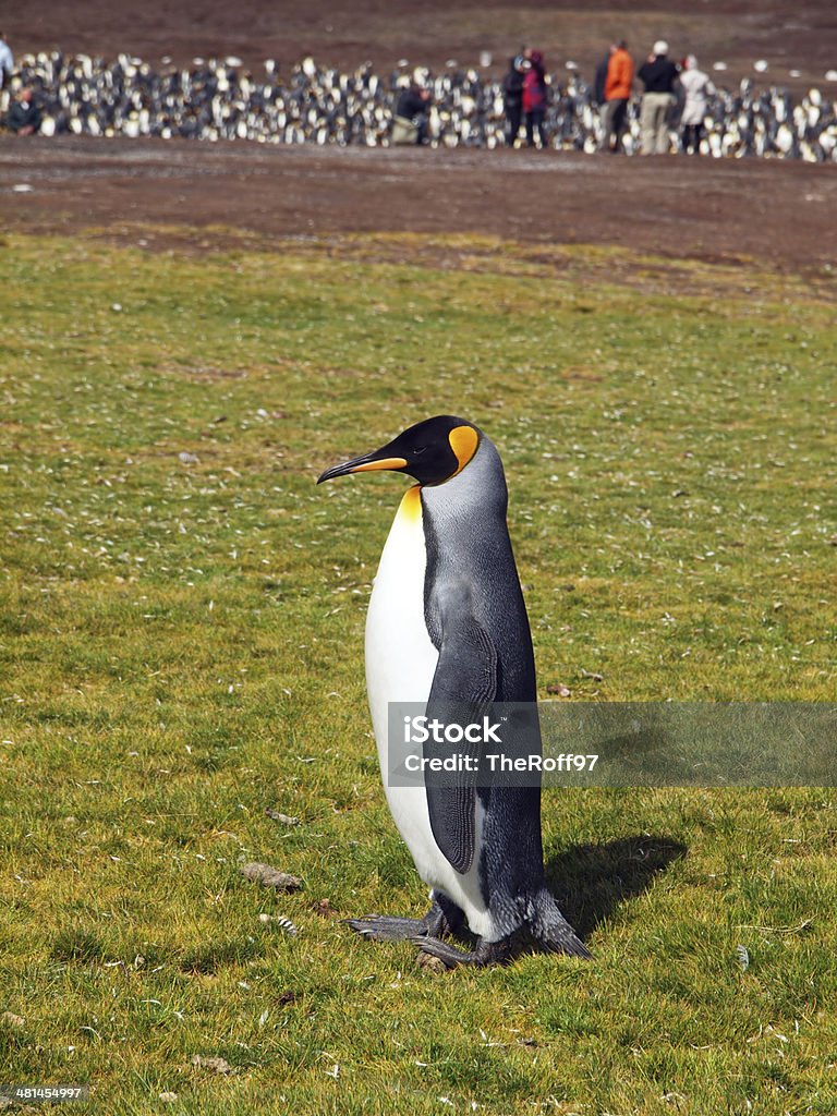 King Penguin A single King penguin standing alone near a large rookery in Volunteer Point on the Falkland Islands. Animal Stock Photo