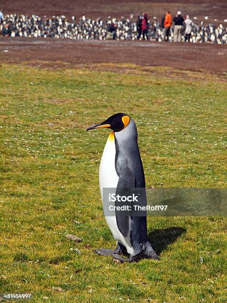 King Penguin Stock Photo - Download Image Now - Animal, Animal Wildlife, Animals In The Wild