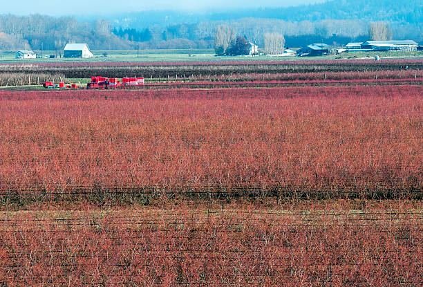 istock Blueberry fields in Skagit Valley WA 481456786
