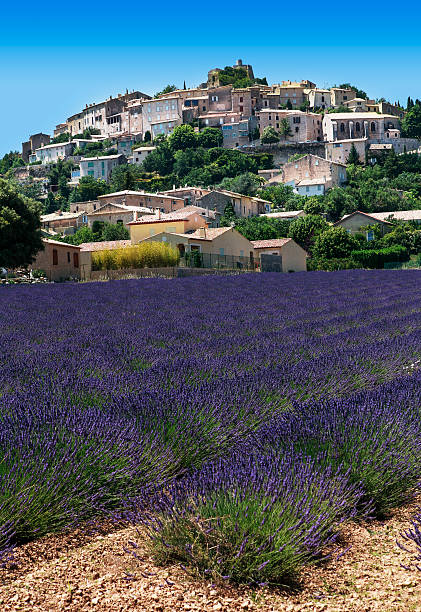 istock lavenders field and village 481457062