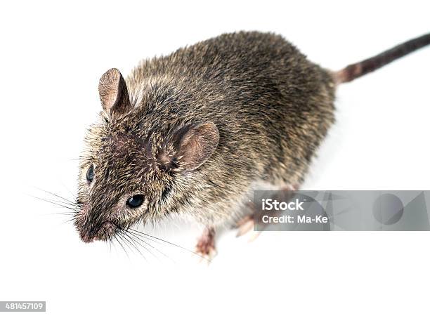 Del Mouse - Fotografie stock e altre immagini di Animale - Animale, Arvicola campestre, Composizione orizzontale