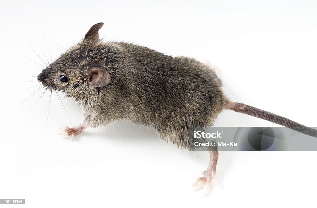 Mouse - Foto de stock de Animal royalty-free