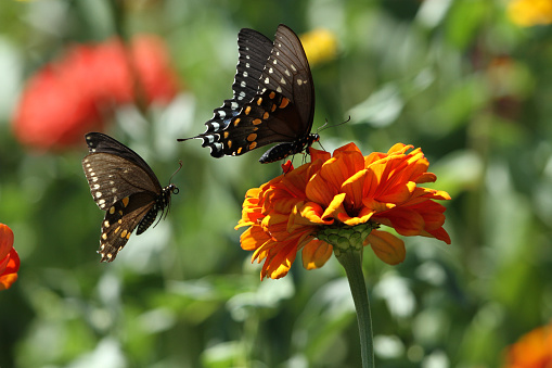 a pair of butterflies with the same goal....