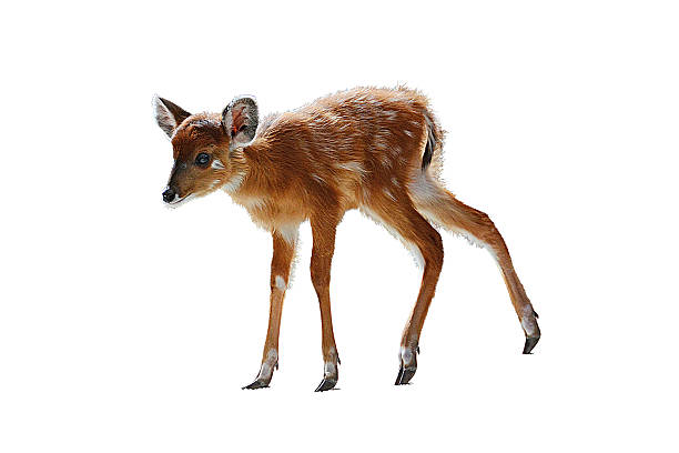 istock Baby Blackbuck Isolated 1 481458179