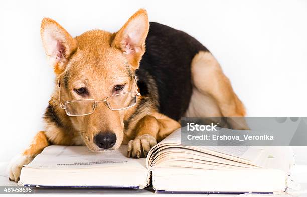 Dog Professor Stock Photo - Download Image Now - Animal, Animal Behavior,  Animal Themes - iStock