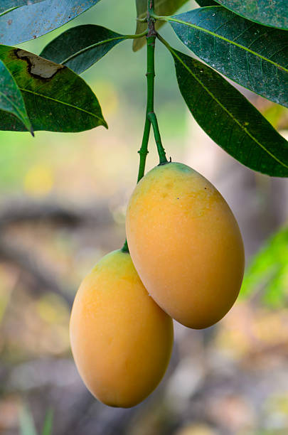 istock sweet yellow Marian Plum mango, 481459019