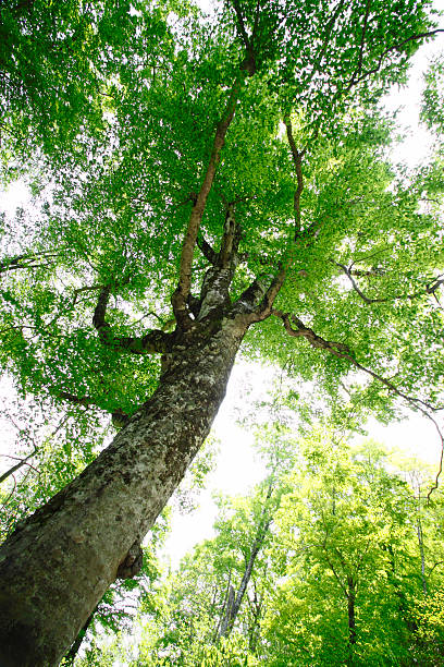 istock Mother tree in Shirakami-Sanchi 481459129