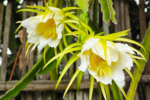 Dragon Fruit flower. This beautiful flower of the Dragon Fruit (Hylocereus, Pitaya or Pitahaya) blossoms for only a few hours when bees and other insects flock to the flowers to pollenate them. The flower quickly wilts and the fruit forms at the base of the flower. The fruit grows quickly and in a bout a week a fully ripened fruit forms. This cactus plant grows in tropical climates across Southeast Asia and central America and is originally native from Mexico. dragon fruit flower stock pictures, royalty-free photos & images