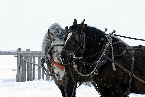 istock DRAFT HORSES IN THE BIG HOLE VALLEY, MONTANA. 481459507