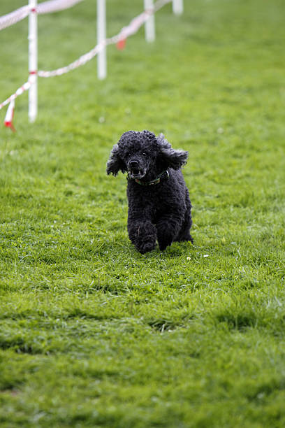 funcionamiento caniche - hundesport fotografías e imágenes de stock