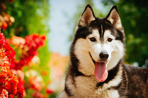 istock Portrait of a Siberian Husky. 481459708