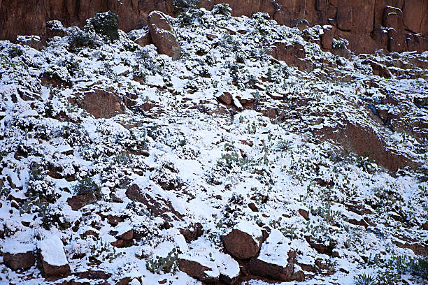 nívea cactus paisaje del desierto - prickley pear cactus fotografías e imágenes de stock