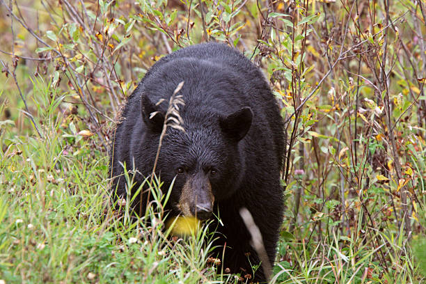 istock Black Bear along British Columbia highway 481459959
