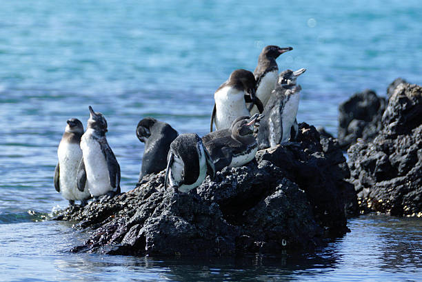 pinguino galápagos - sphenisciformes foto e immagini stock