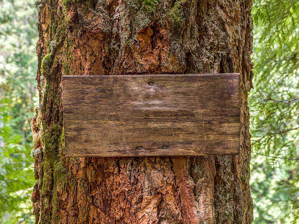 istock Tree Trunk with Blank Wooden Sign in Forest Western Oregon 481460362