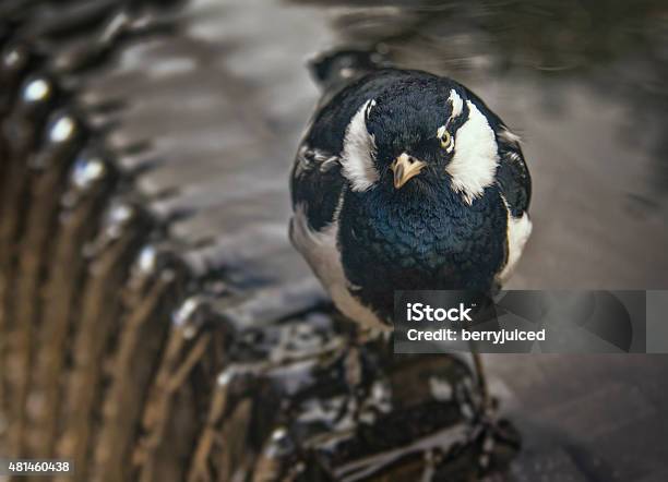 Magpie On The Fountain Stock Photo - Download Image Now - 2015, Bird, Fountain