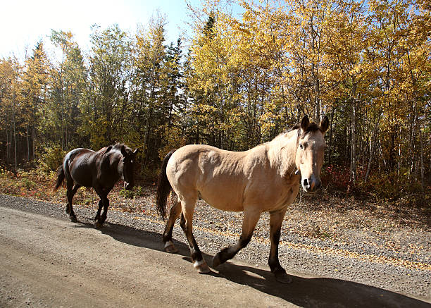 istock Range horses along British Columbia road 481460557