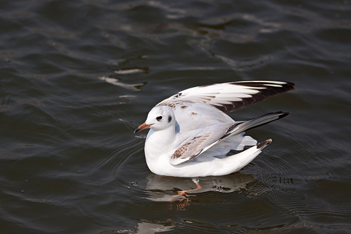 Common Black Headed Gull, playing on the waters of River Ganges in Varanasi.