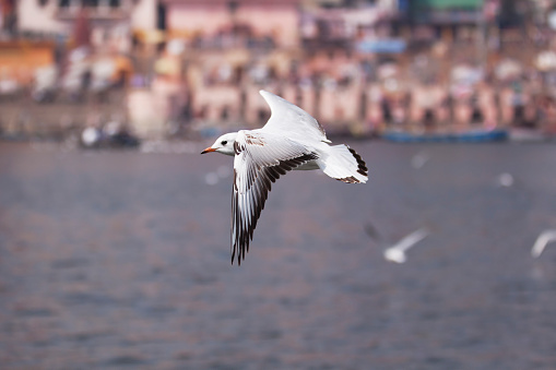 Common Black Headed Gull, flying above the waters of River Ganges in Varanasi. The ghats of Varanasi are seen at a distance.