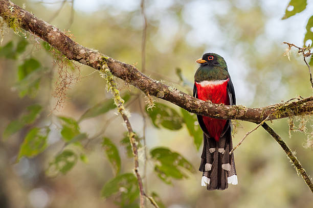 istock Trogon bird in the tropical forests of Ecuador 481463081