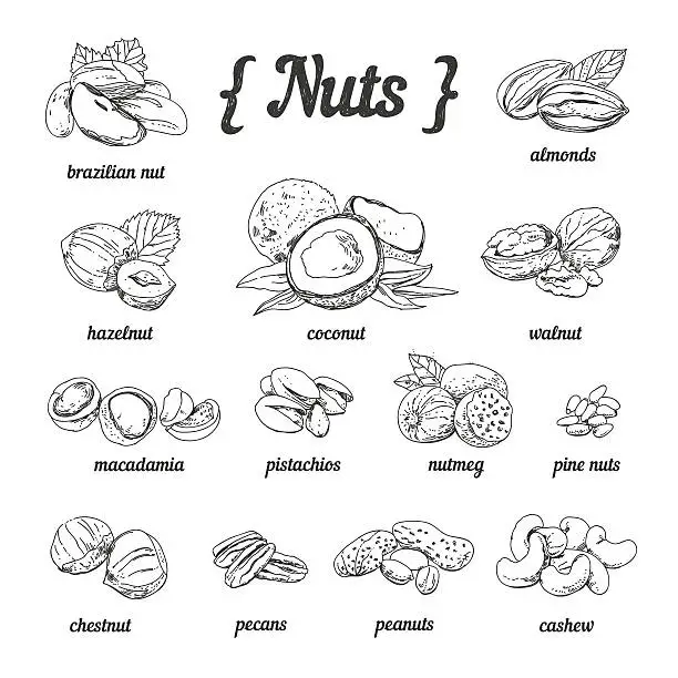 Vector illustration of Vector set of hand sketched nuts in vintage style