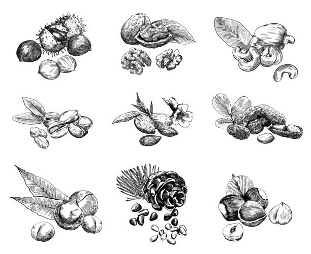 ilustraciones, imágenes clip art, dibujos animados e iconos de stock de juego de tuercas - pine nut illustrations