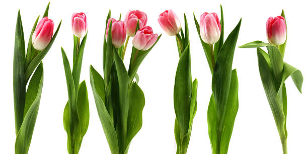 istock Pink tulips flower isolated on white background cutout 481464249