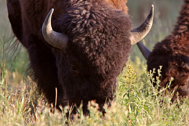 istock Buffalo grazing in ditch along Alaska Highway 481465333