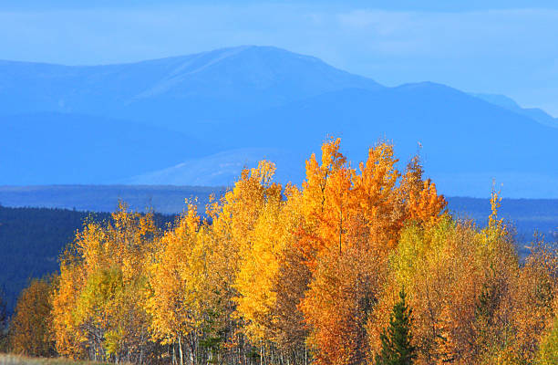 istock Autumn Aspens in British Columbia 481465401