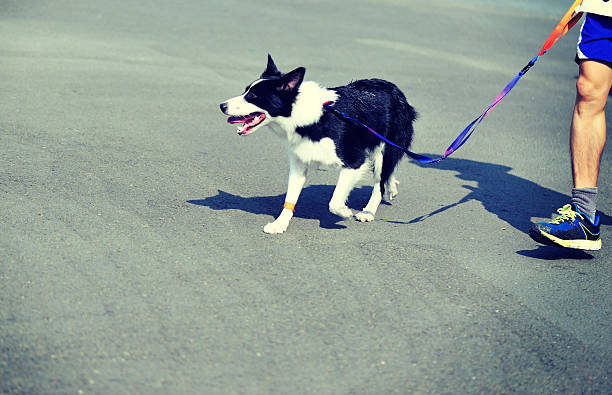 marathon runner running with guide dog on city road