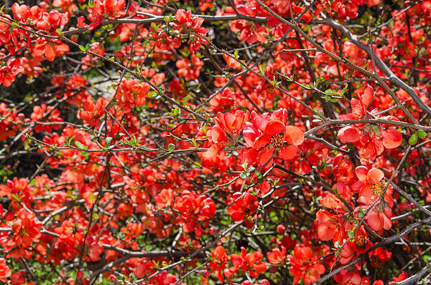istock Sunlit spring flowering Japanese quince bush 481466547