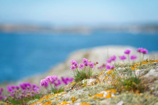 istock Sea Thrift of Bohuslan 481466730