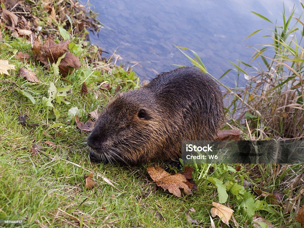 Nutrias on the river bank in grass Nutria (Myocastor coypus) living wild on the riverbank. Germany Animal Hair Stock Photo