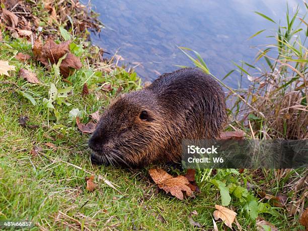Nutrias On The River Bank In Grass Stock Photo - Download Image Now - Animal Hair, Animal Whisker, Animals In The Wild