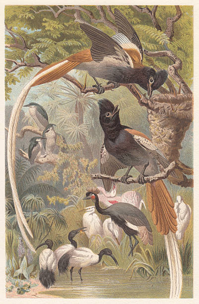 African Paradise Flycatcher (Terpsiphone viridis), lithograph, published in 1882 African Paradise Flycatcher (Terpsiphone viridis). Lithograph, published in 1882. eutrichomyias rowleyi stock illustrations