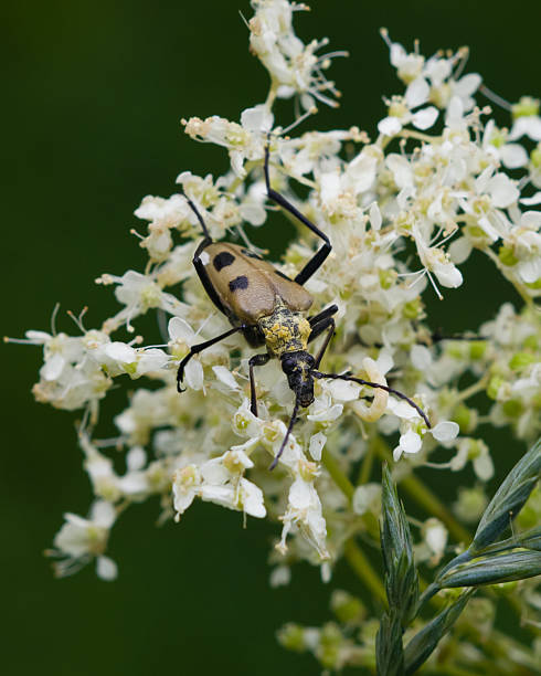 istock spotted longhorn beetle on a blooming meadowsweet 481467156