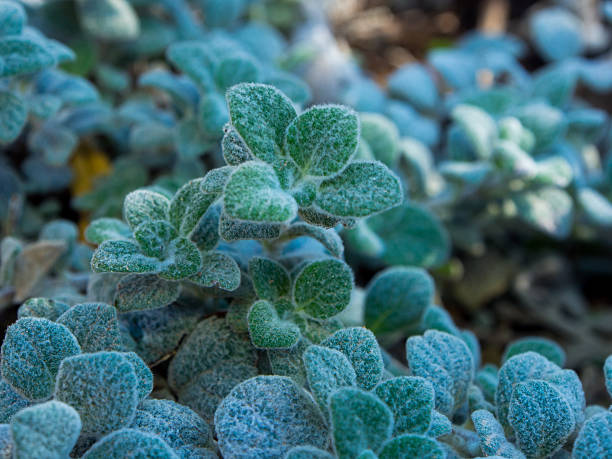Origanum dictamnus plant in Cretan dialect Έρωντας (erontas, \