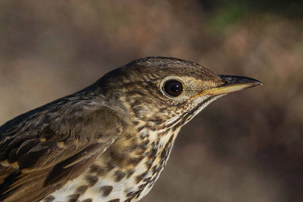 istock Song Thrush, Turdus philomelos 481469759