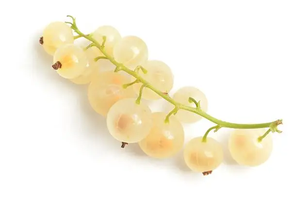 Whitecurrants, Ribes rubrum, on a stalk photographed from above and isolated on awhite background.