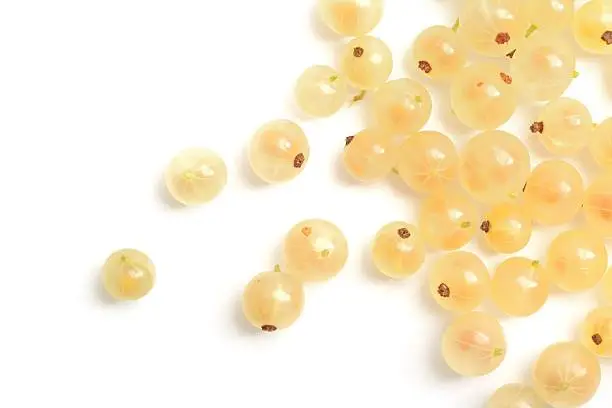 Whitecurrants, Ribes rubrum scattered across a white background.